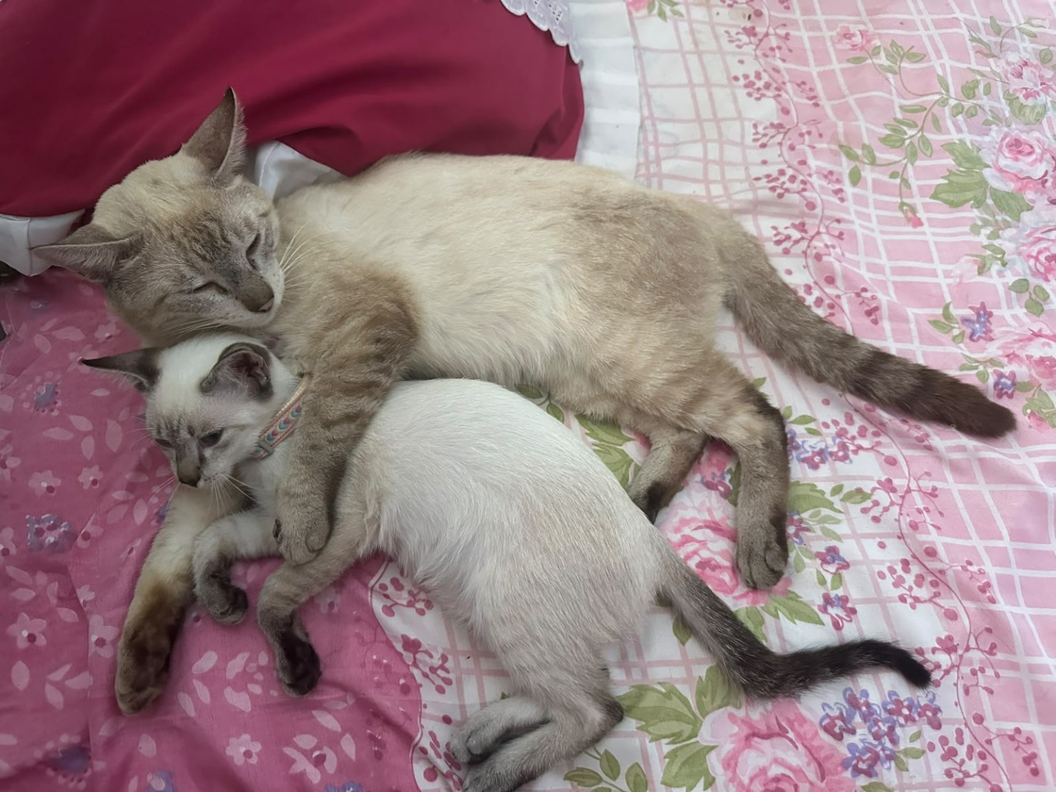Dois gatinhos juntos em uma cama