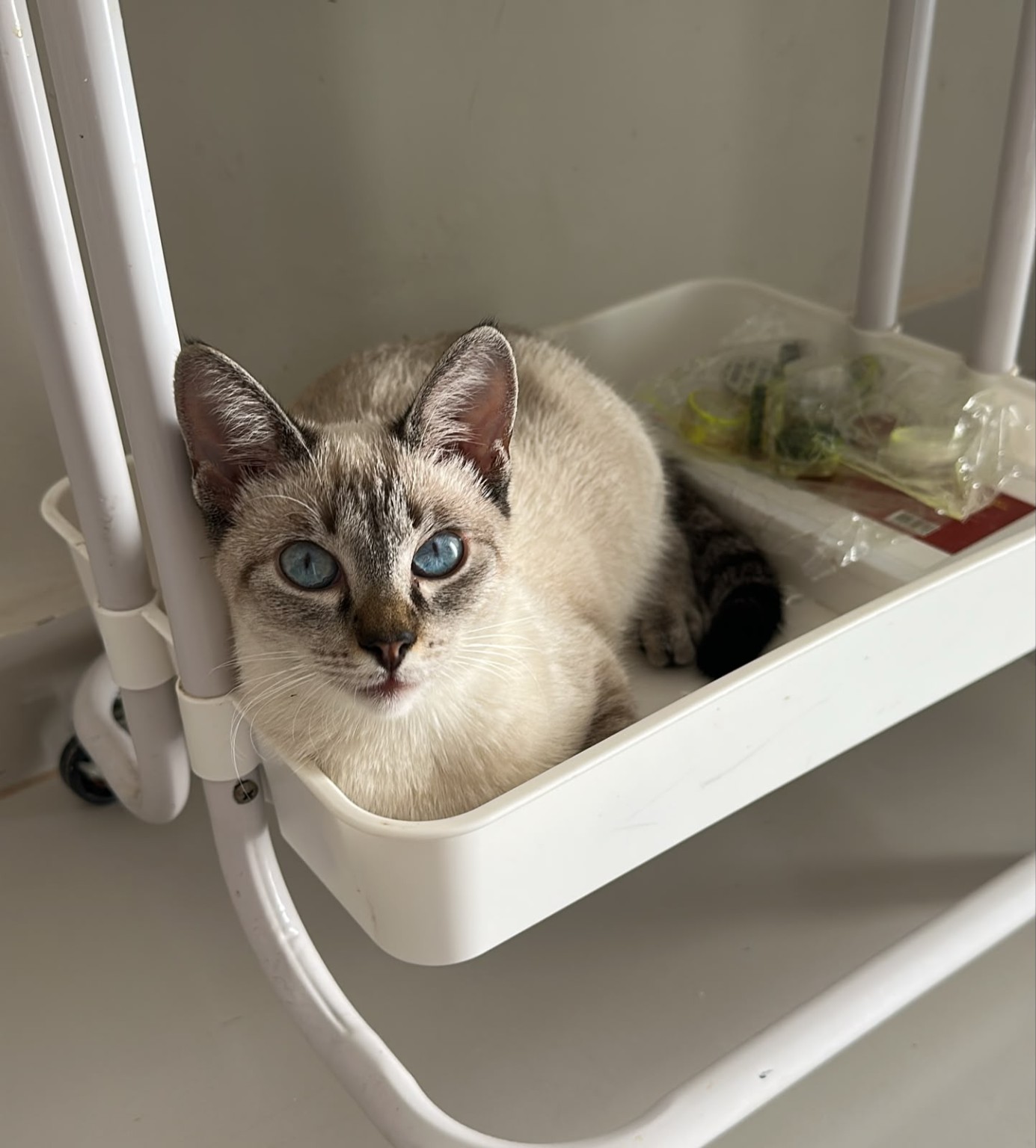 Gatinho olhando para a câmera