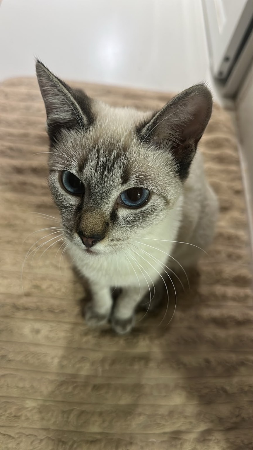Gatinho sentado olhando para a câmera