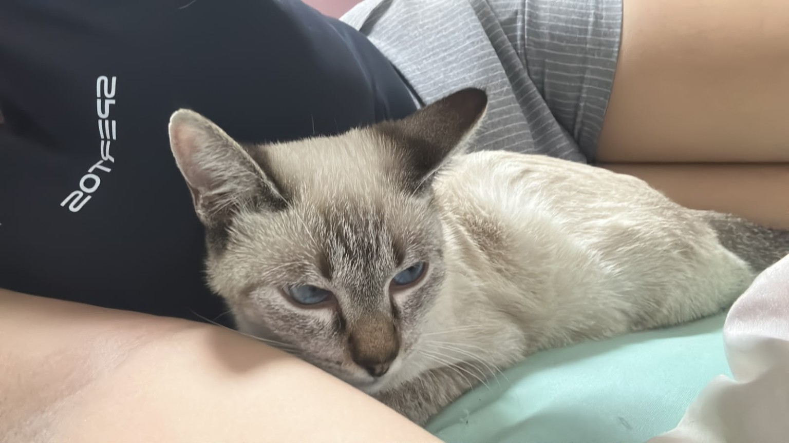 Gatinho deitado ao ar livre