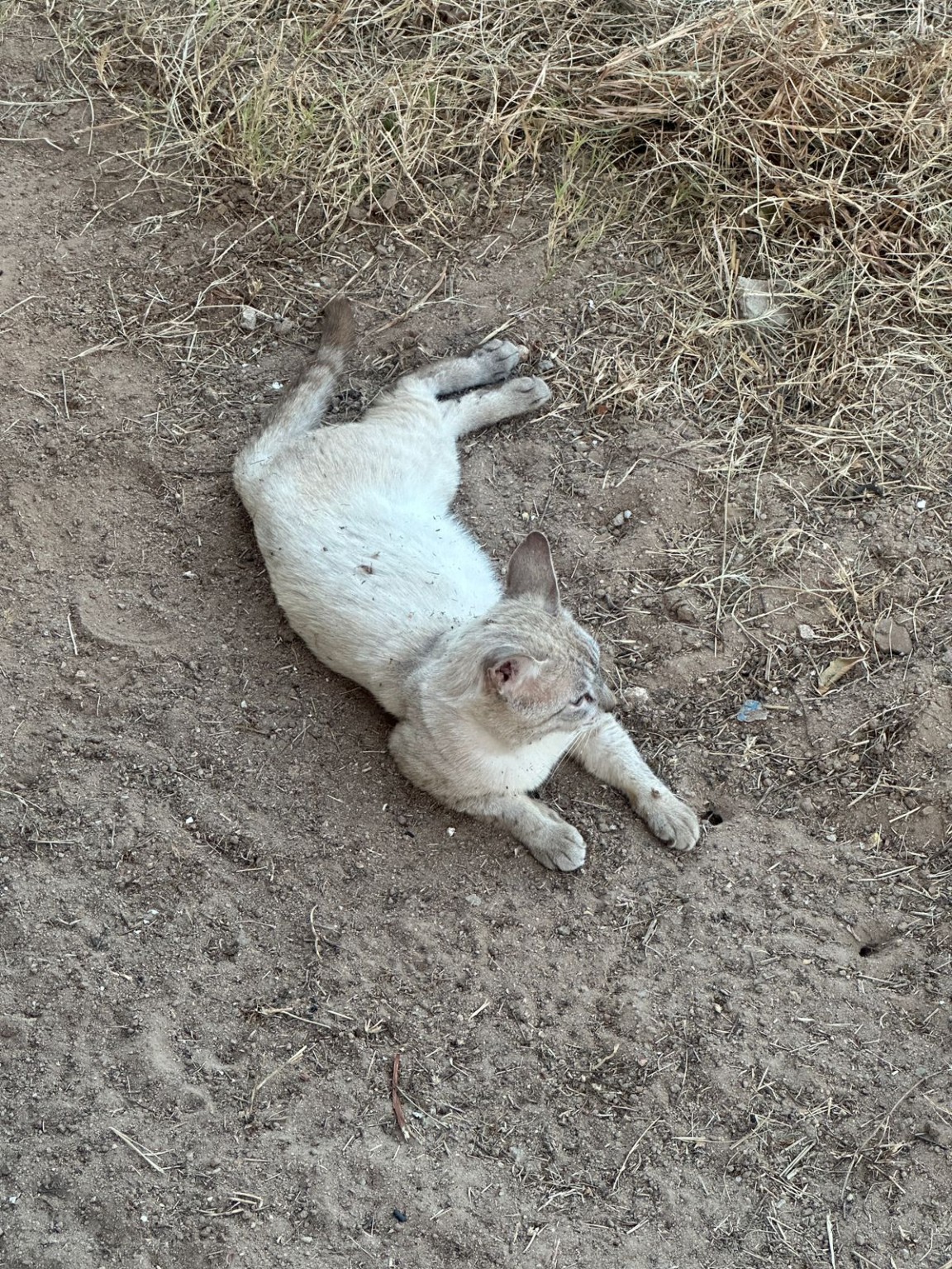Gatinho descansando de olhos fechados